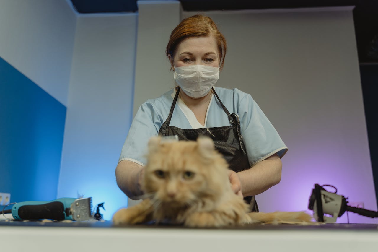 Professional groomer wearing mask trimming a fluffy cat indoors. Pet care and hygiene concept.