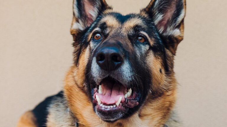 Wie viele Zähne hat ein Hund? Vollständiger Gebiss-Guide 2025